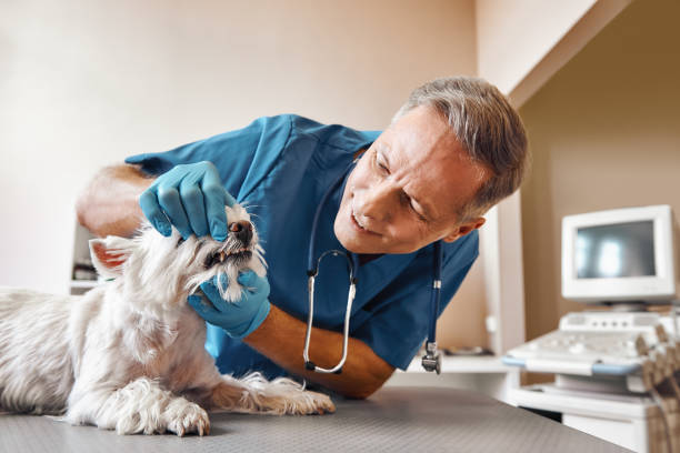 Best Emergency Treatment for Dental Infections or Abscesses in Weaverville, CA